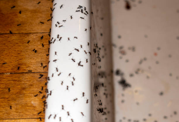 Wasp Removal Services in Oneida, NY